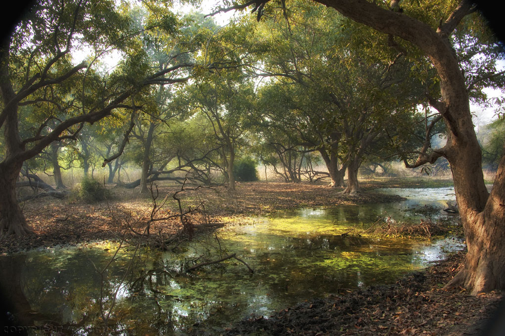 Keoladeo - Ghana National Reserve. Barathpur, Rajasthan. [© R.V. Bulck]